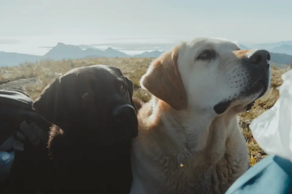 Labrador retriever outdoors