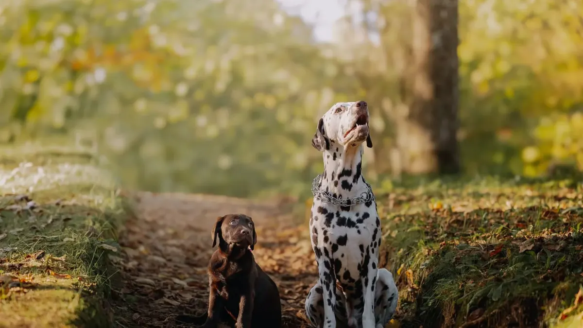 Labrador retriever outdoors
