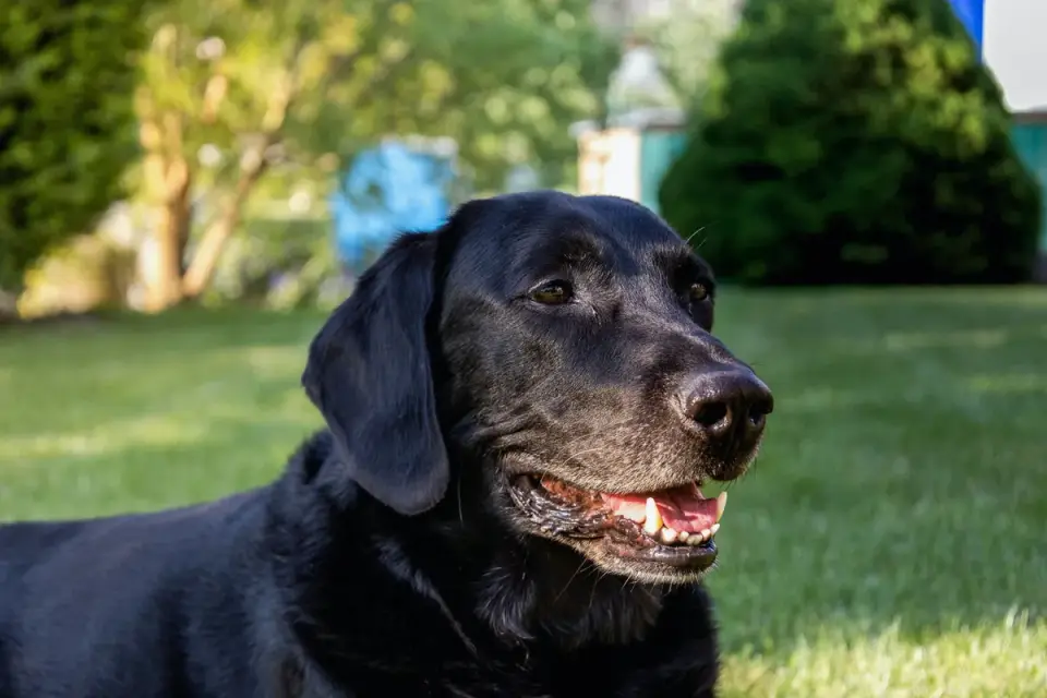 Labrador retriever outdoors