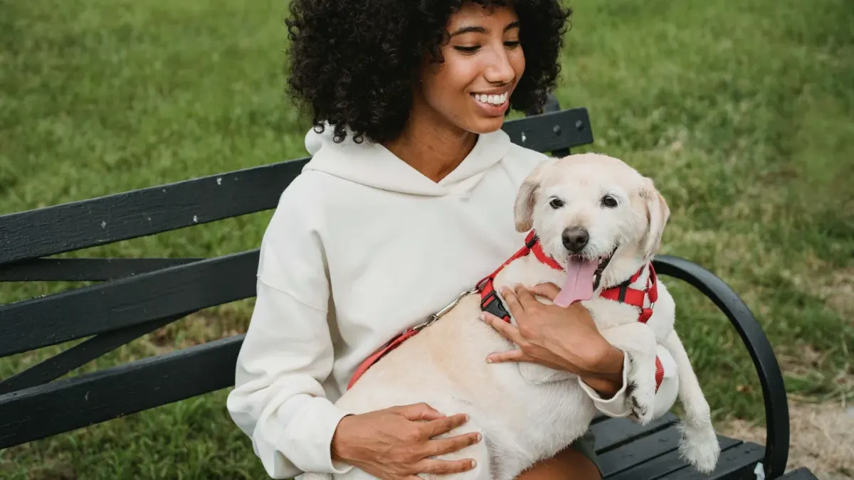 Older dog with an owner in a park