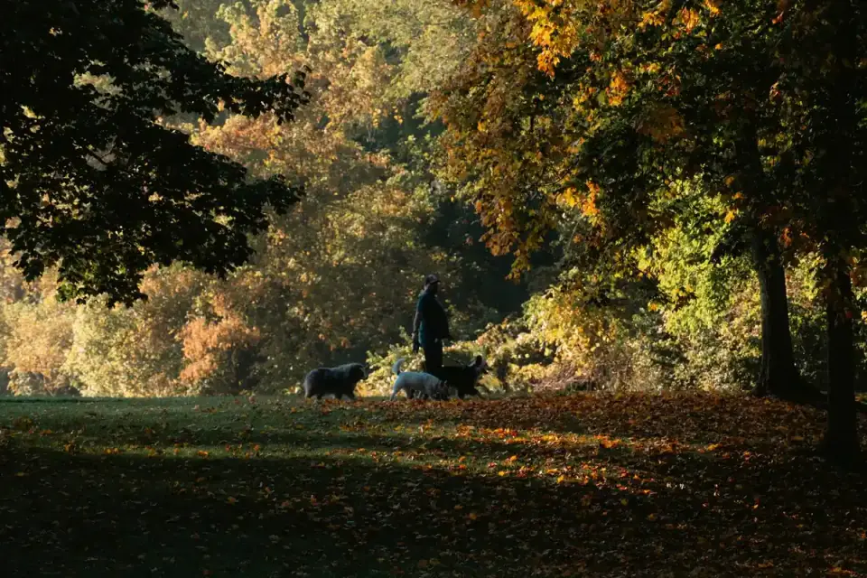 Older dog with an owner in a park