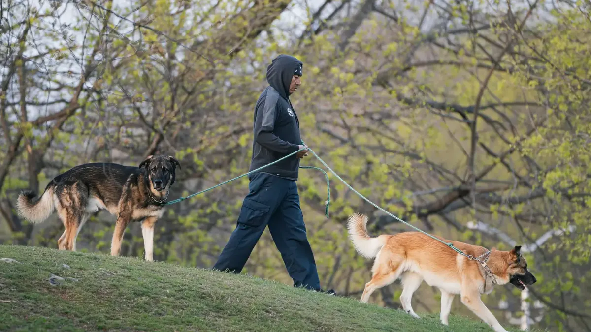 Older dog with an owner in a park