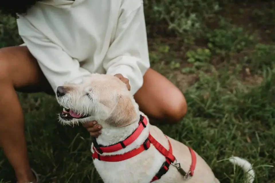 Older dog with an owner in a park