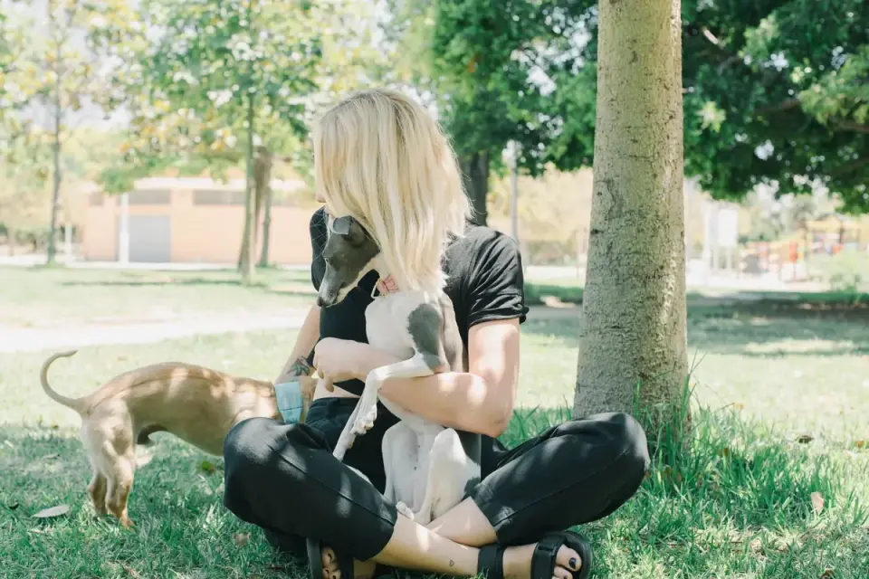 Older dog with an owner in a park