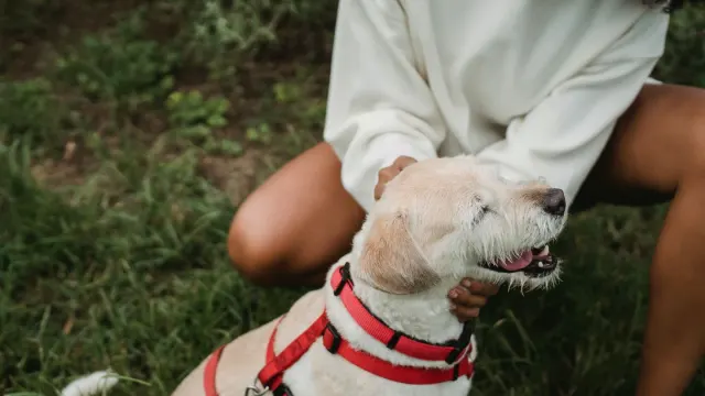 Older dog with an owner in a park