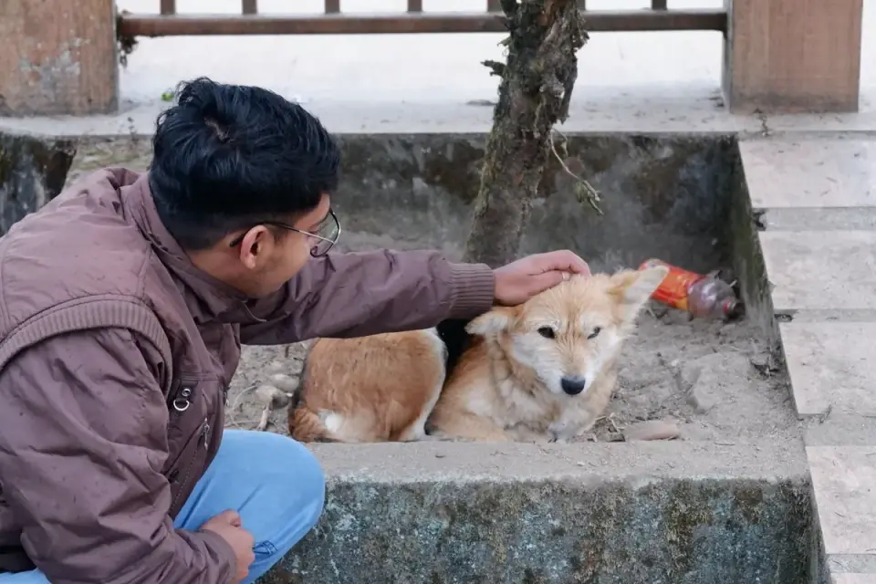 Owner helping a senior dog