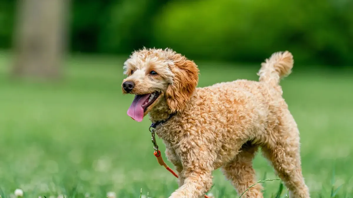 Poodle portrait