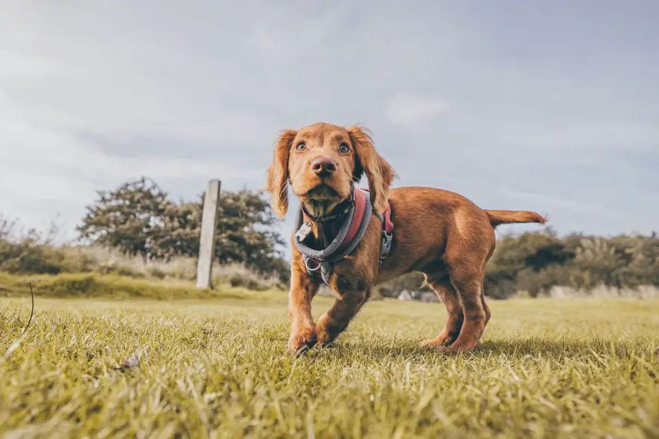 Puppy eating from a bowl