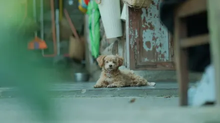 Puppy eating from a bowl