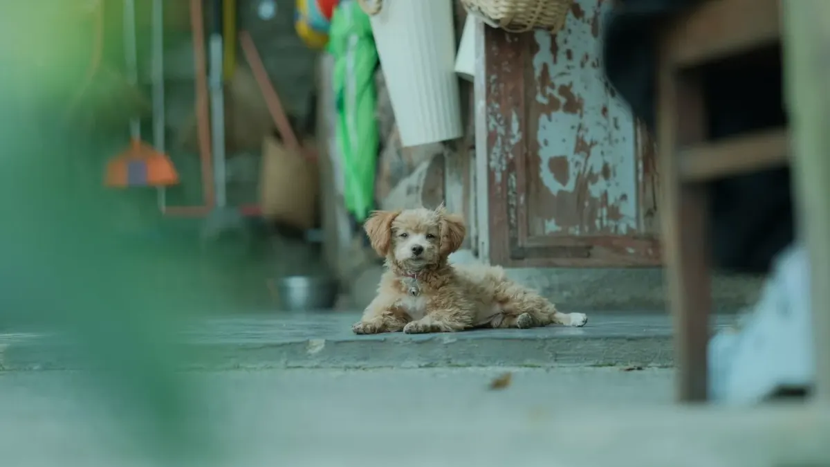 Puppy eating from a bowl