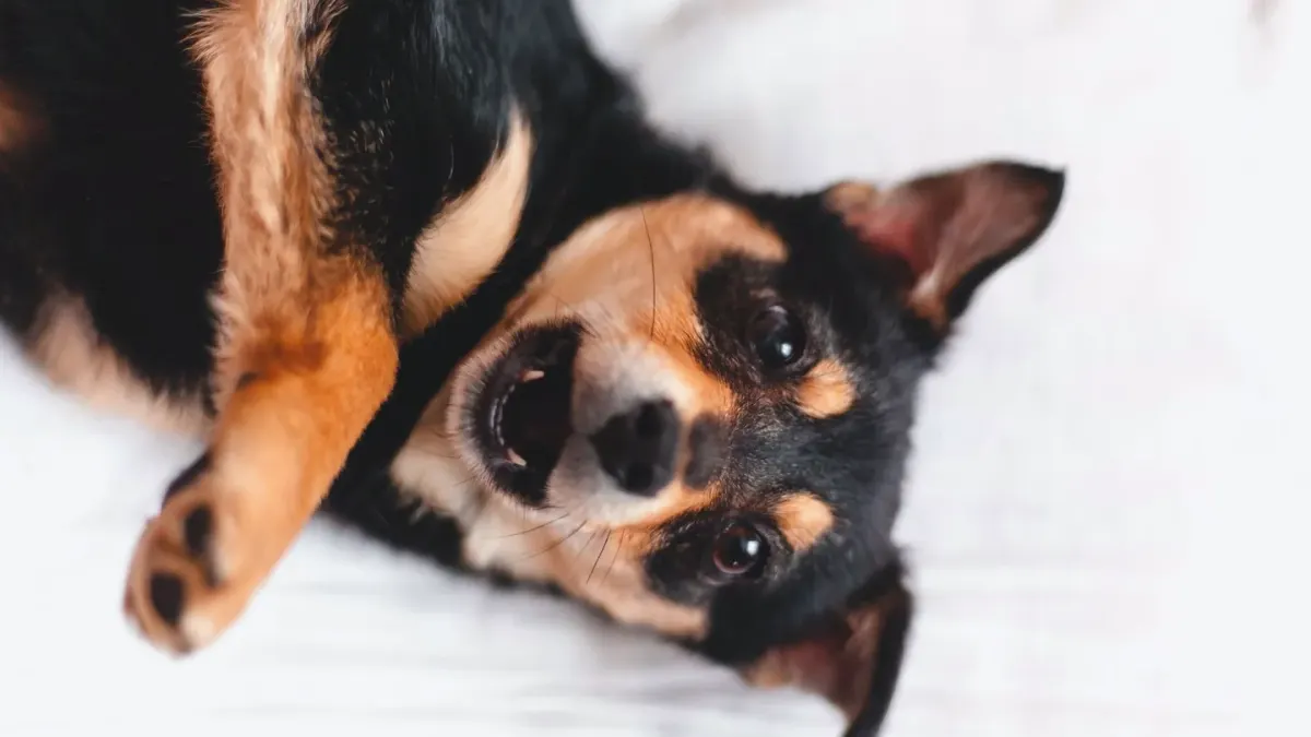 Senior dog on a bed