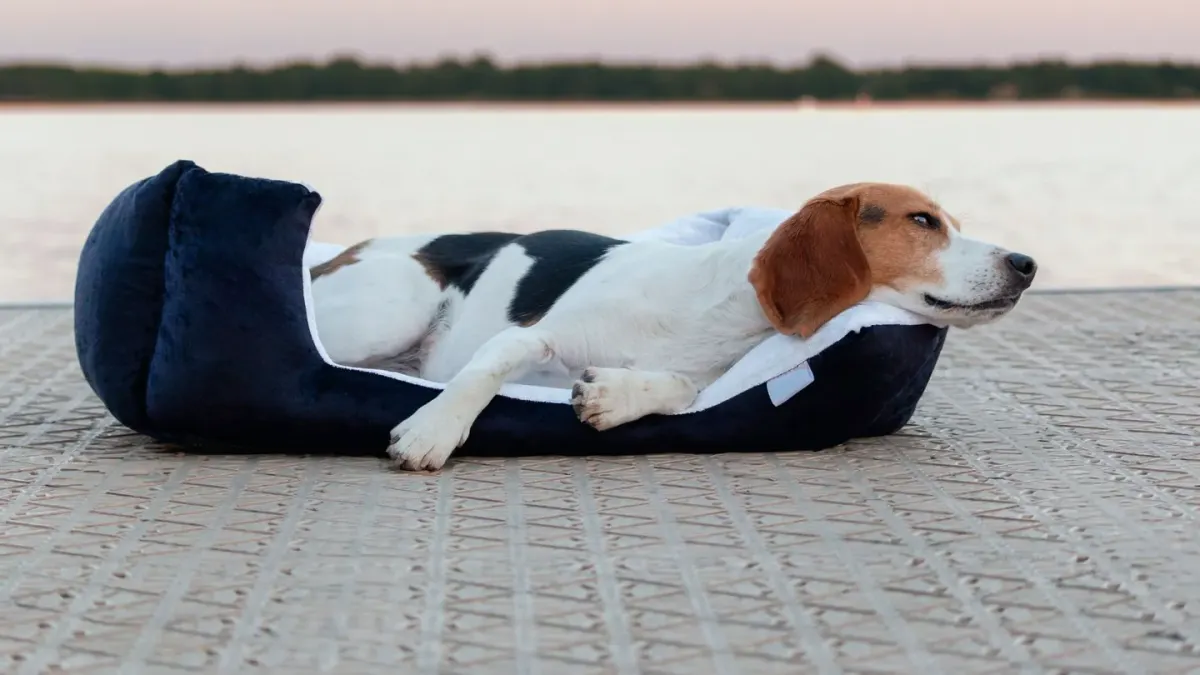 Senior dog on a bed