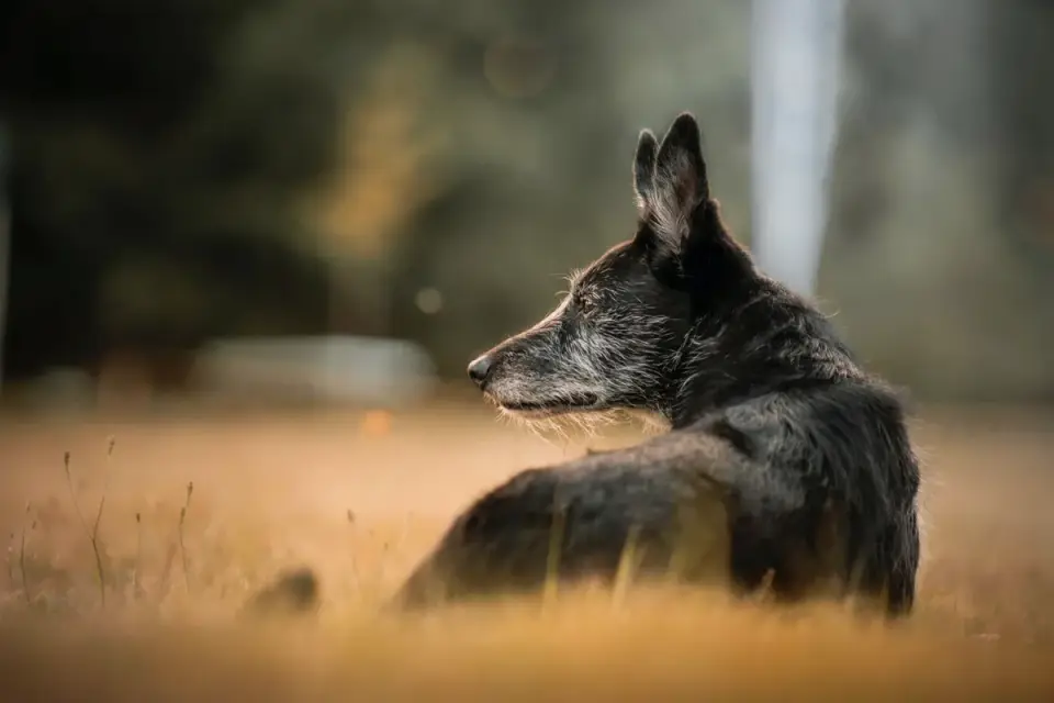 Senior dog on a bed
