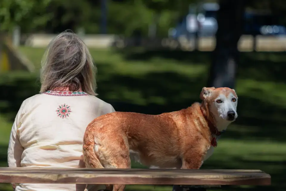 Senior dog portrait