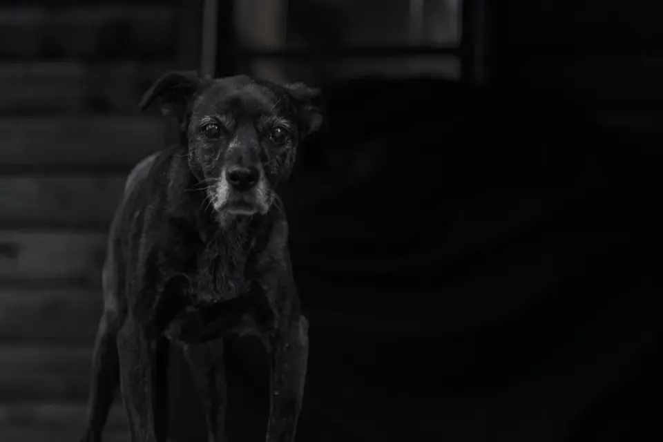 Senior dog portrait