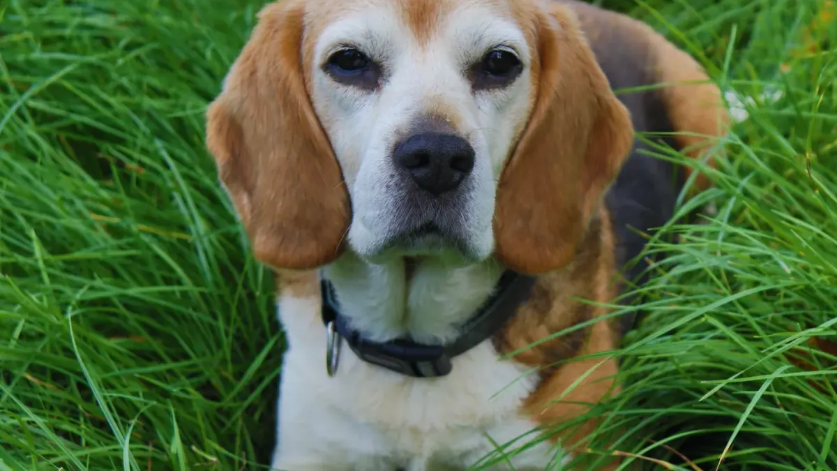 Senior dog portrait