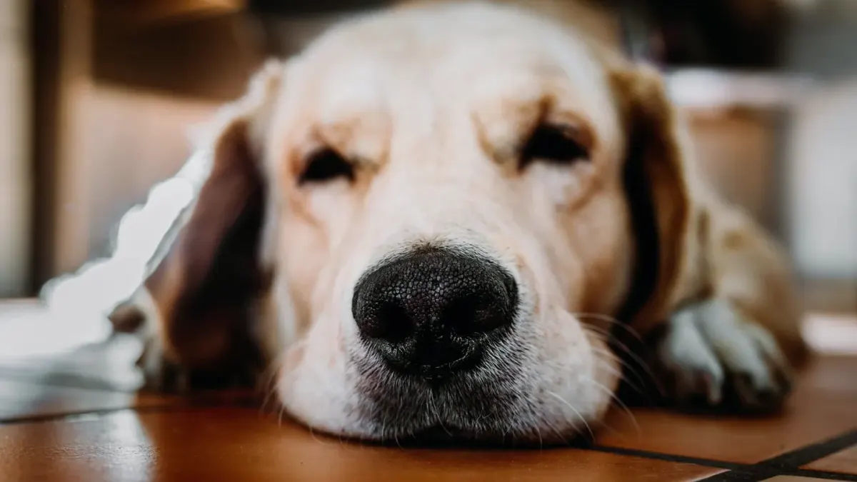 Senior dog resting at home