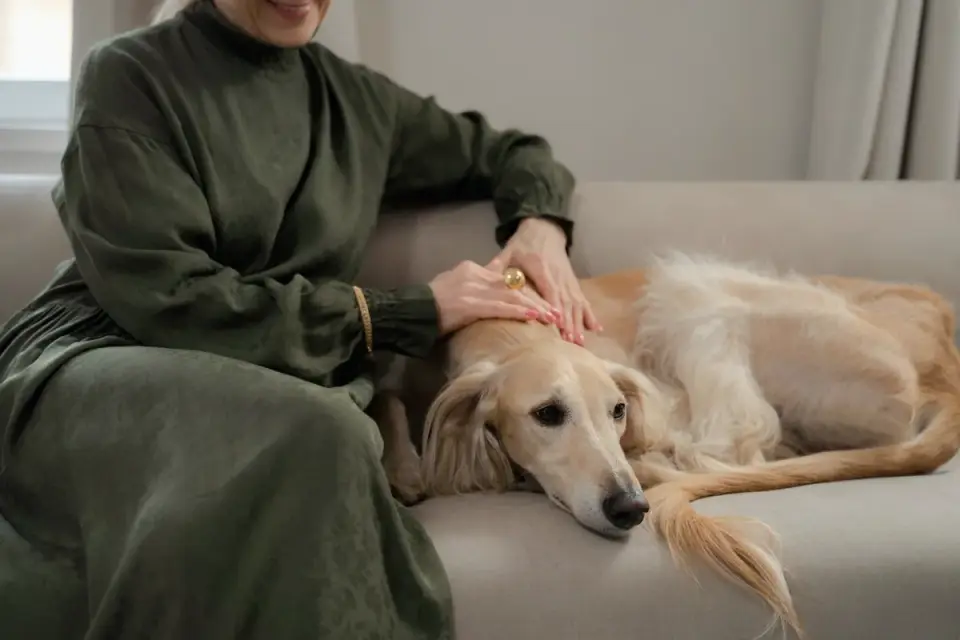Senior dog resting at home