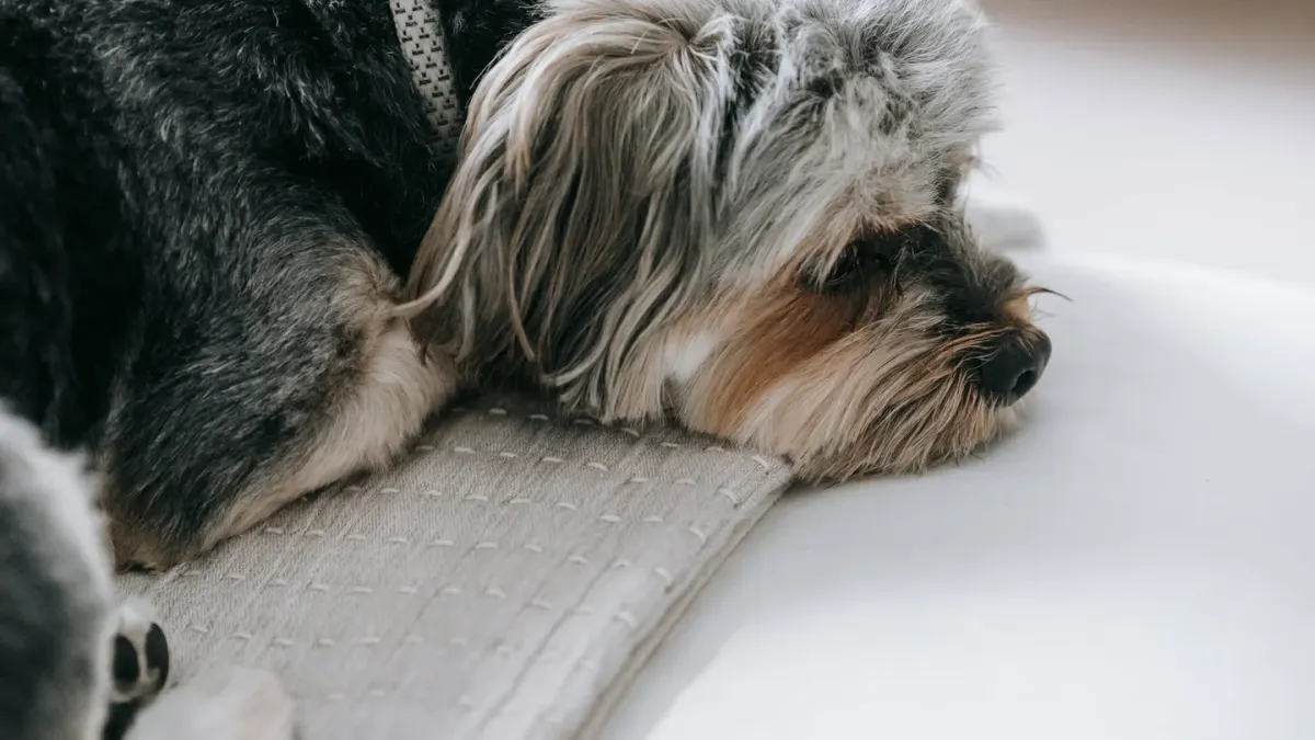 Senior dog resting at home