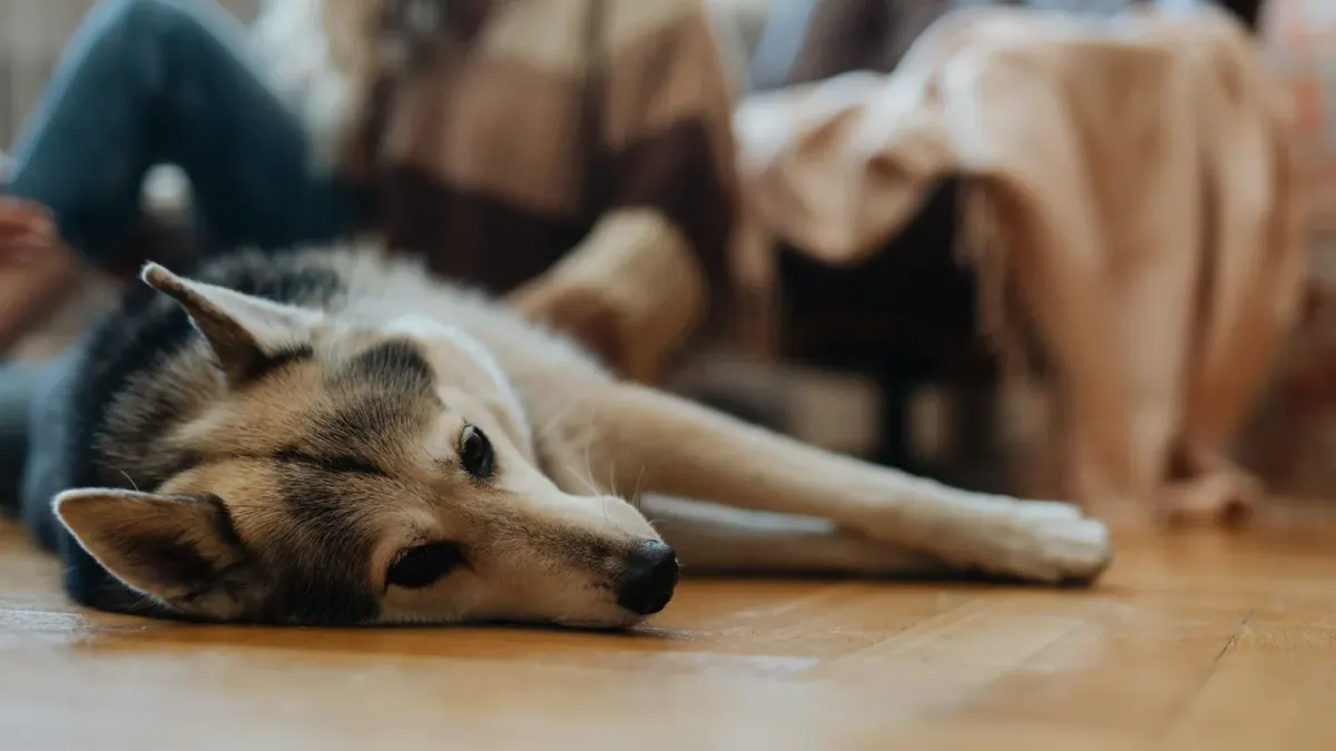 Senior dog resting at home