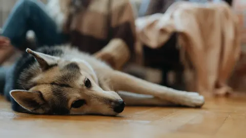 Senior dog resting at home
