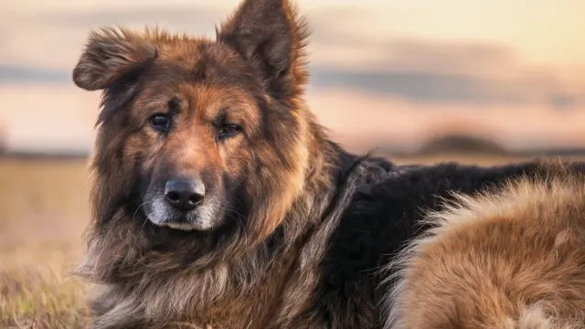 Senior dog resting at home