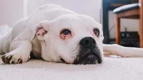 Senior dog resting at home