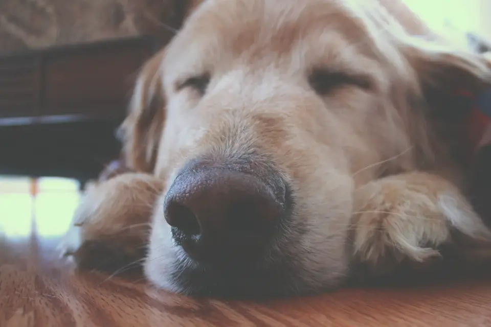 Senior dog resting at home