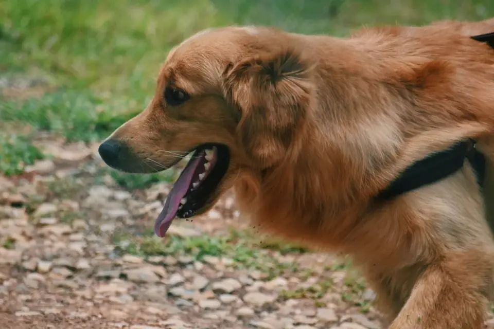 Senior dog walking outdoors