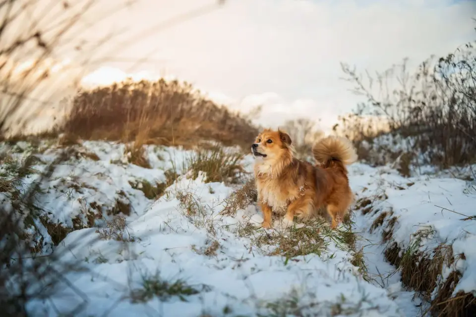 Senior dog walking outdoors