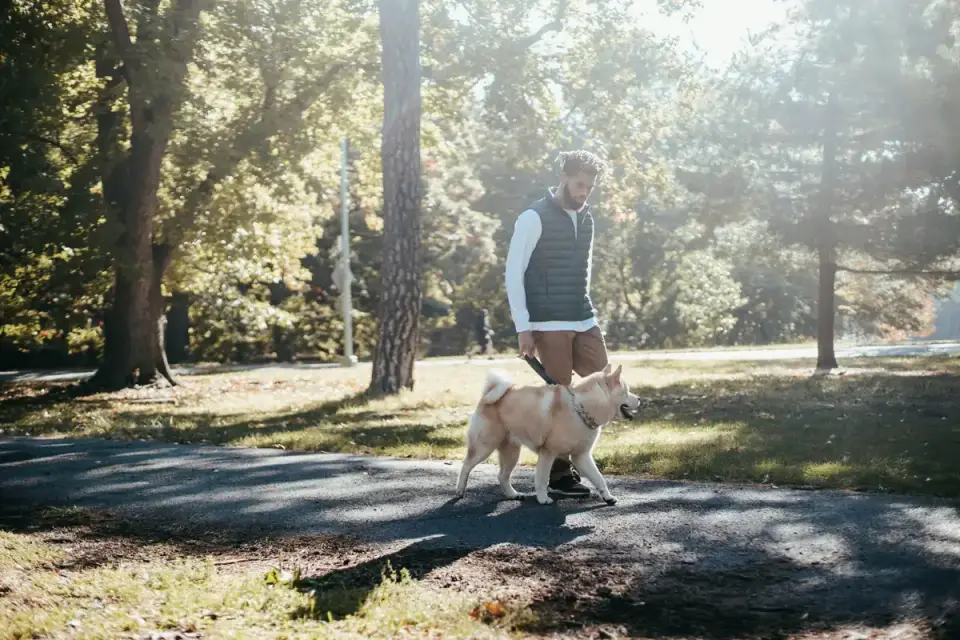 Senior dog walking with an owner