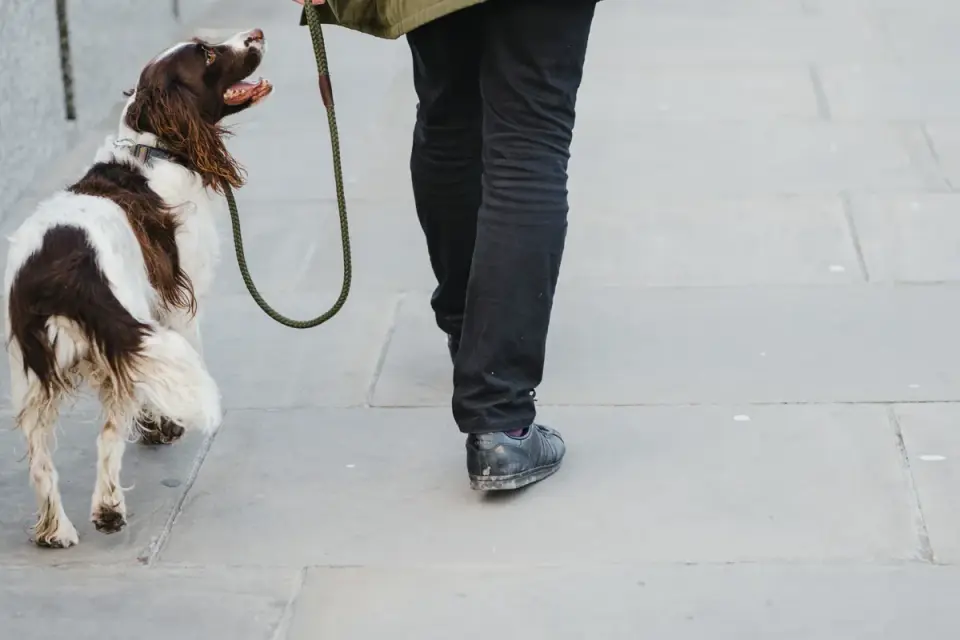 Senior dog walking with an owner