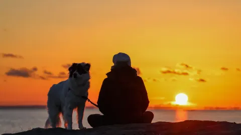 Senior dog walking with an owner
