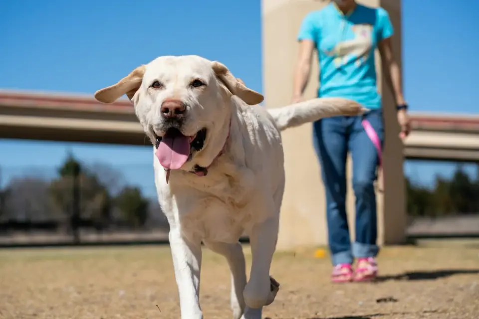 Senior dog walking with an owner