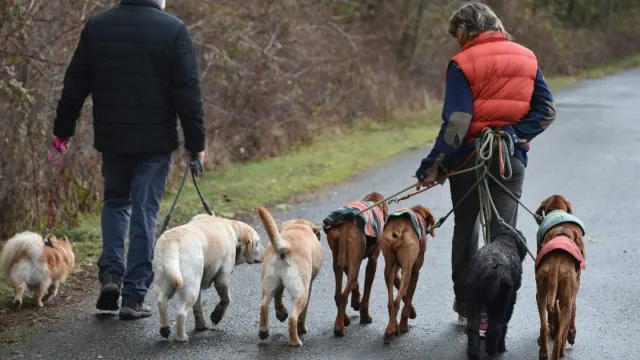 Senior dog walking with an owner
