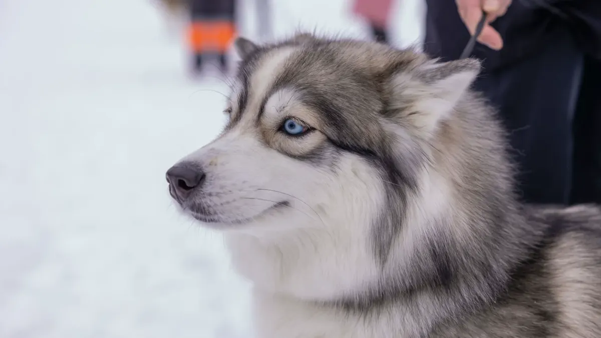 Siberian husky mid-stride running across a snowy field