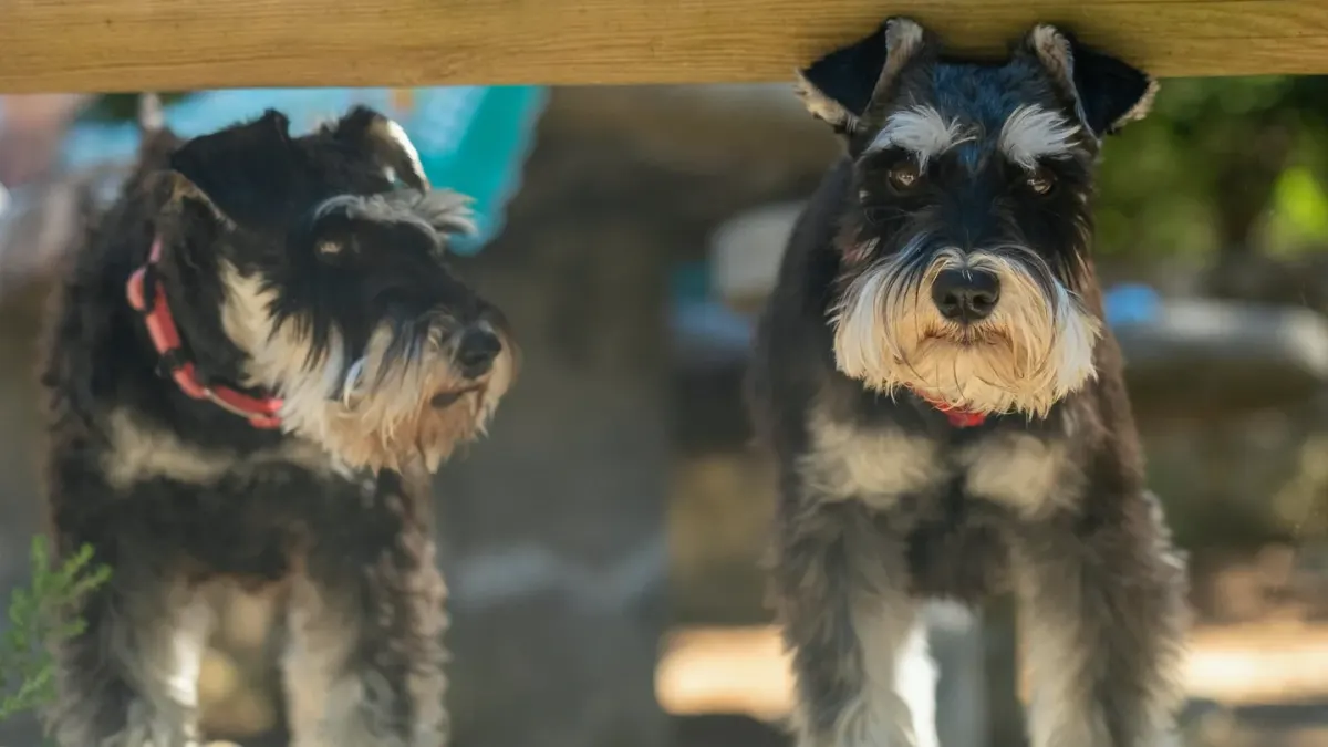 Two dogs facing each other in a play bow posture on grass