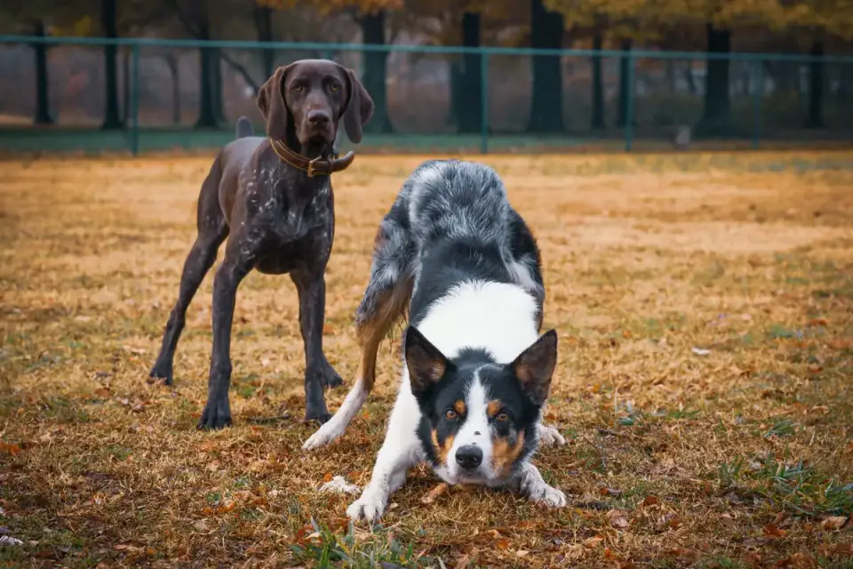 Two dogs facing each other in a play bow posture on grass