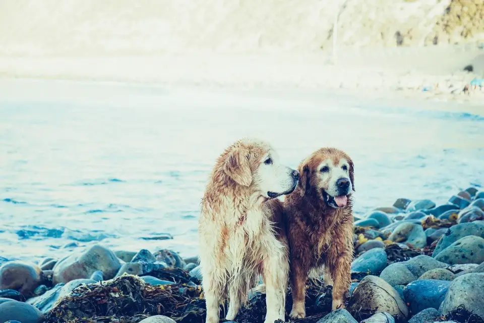 Two dogs playing