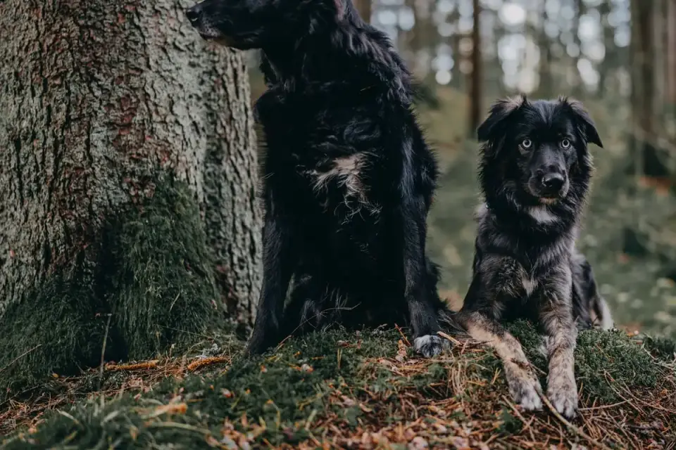 Two dogs playing
