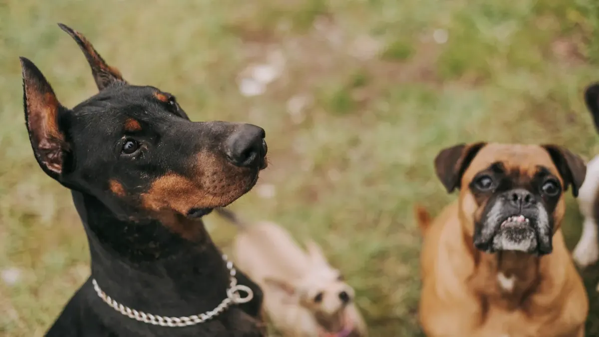 Two dogs playing