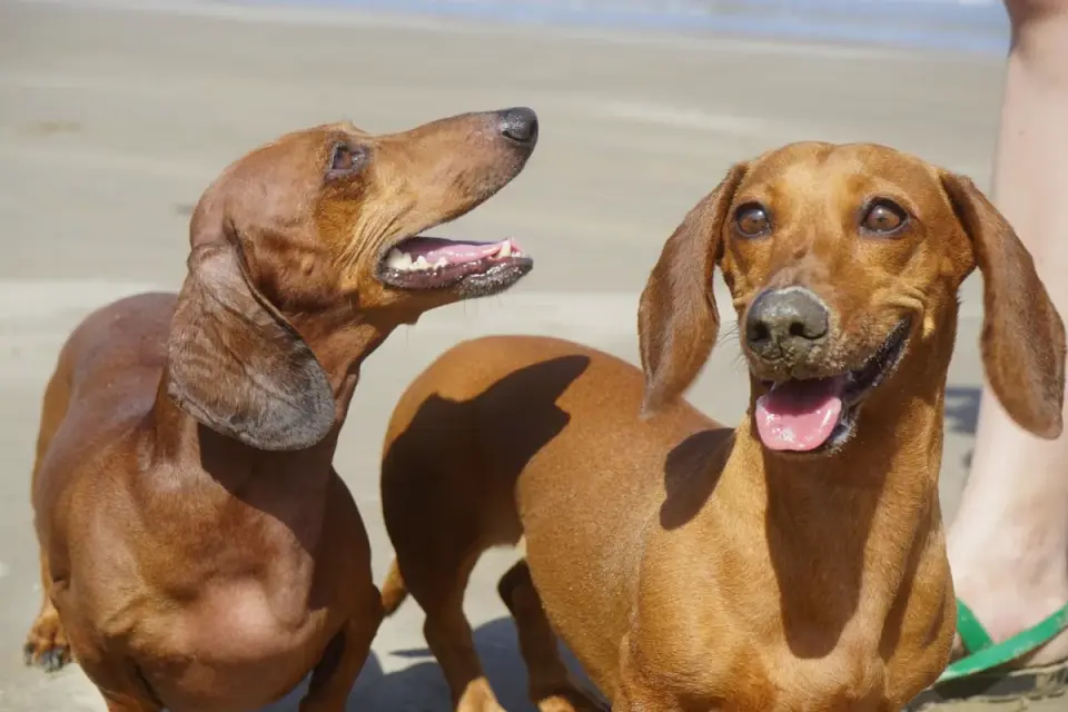 Two dogs playing
