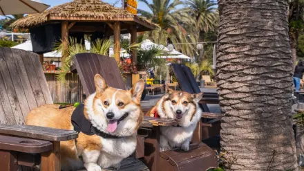 Two dogs together