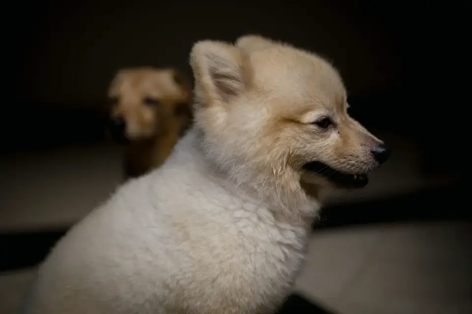Two Goldendoodle littermates with visibly different coat textures