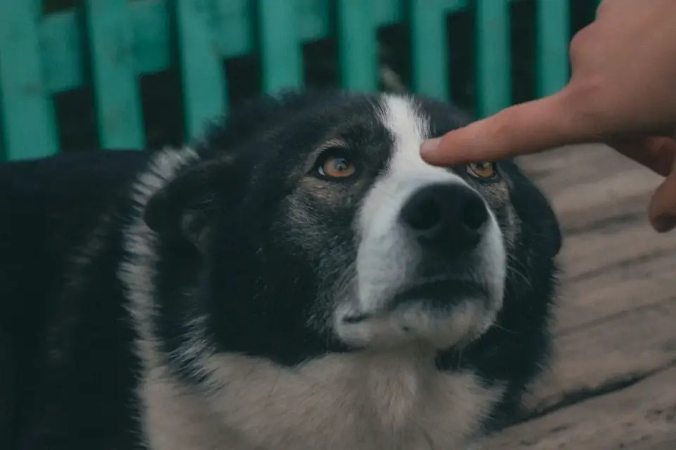Veterinarian gently examining a Siberian Husky&#x27;s eyes during a checkup