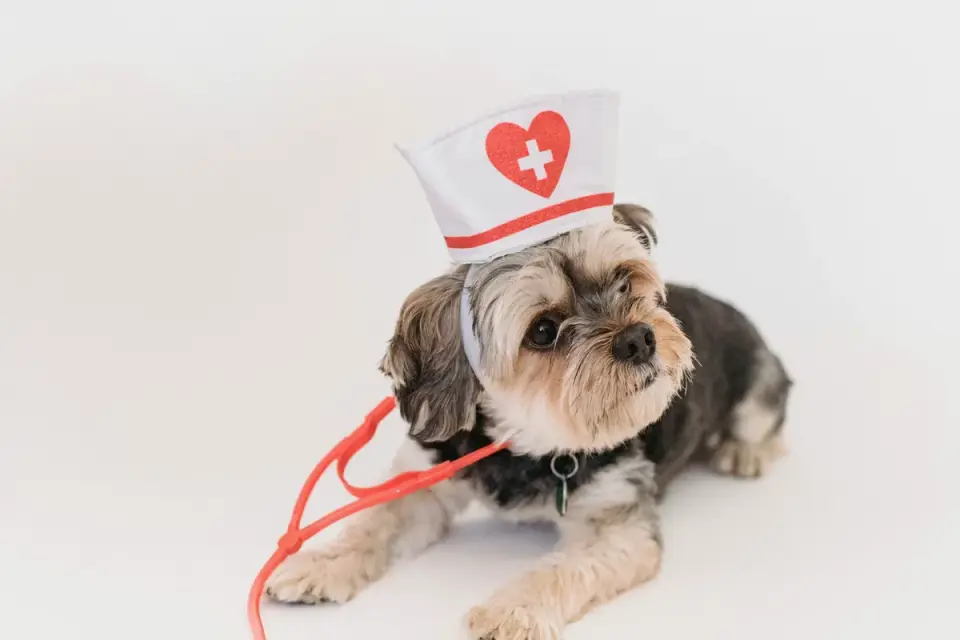 Veterinarian using a stethoscope to check a small spaniel's heart